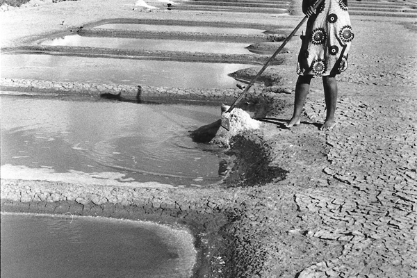 Marais salants 2 - Ile de Ré