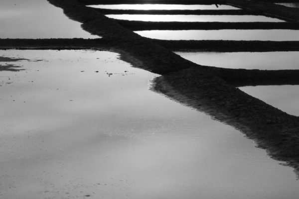 Marais - ÎLe de Ré - noir et blanc